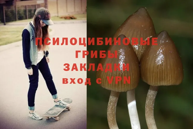 Псилоцибиновые грибы Cubensis  где купить наркоту  Кодинск 